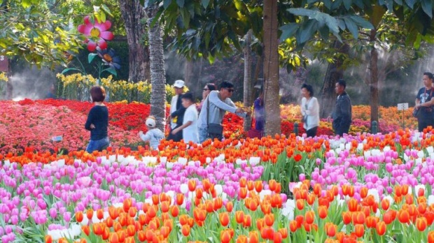 เทศกาลดอกไม้เมืองหนาวเชียงราย ! นักท่องเที่ยวแห่ชมทะลุหลักล้าน