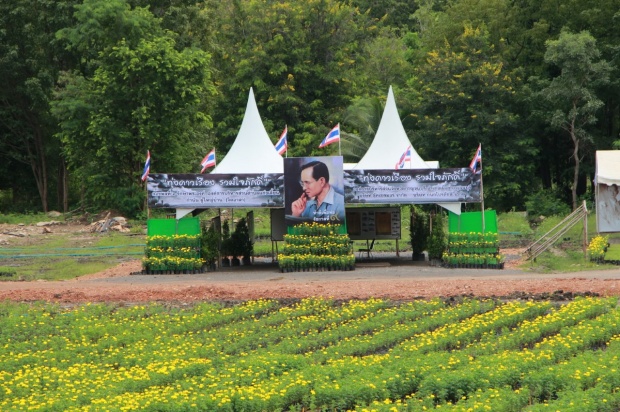เปิดให้เข้าชมแล้ว “ทุ่งดาวเรือง รวมใจภักดิ์” บานสะพรั่ง ๔๕๐,๐๐๐ ต้น พร้อมเลข ๙ ใหญ่ที่สุดในประเทศไทย 