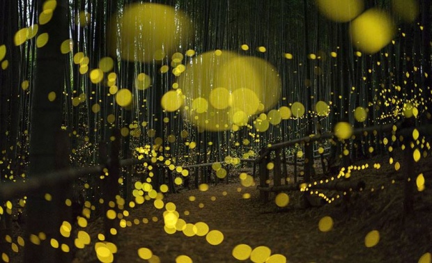 ภาพแสงหิ่งห้อยสวยๆ ในป่าที่ประเทศญี่ปุ่น ที่ต้องลองไปสักครั้งในชีวิต