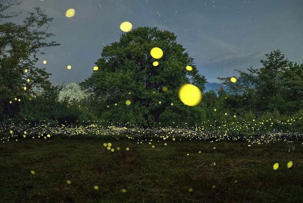 ภาพแสงหิ่งห้อยสวยๆ ในป่าที่ประเทศญี่ปุ่น ที่ต้องลองไปสักครั้งในชีวิต