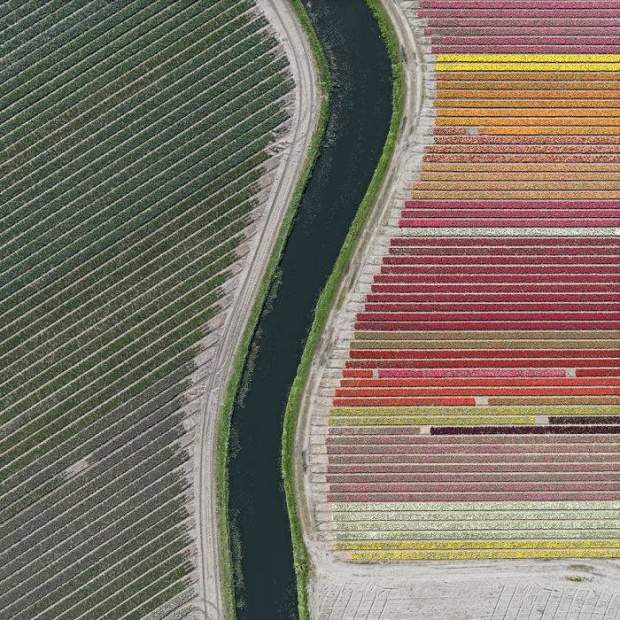 ทุ่งดอกทิวลิปในเนเธอร์แลนด์