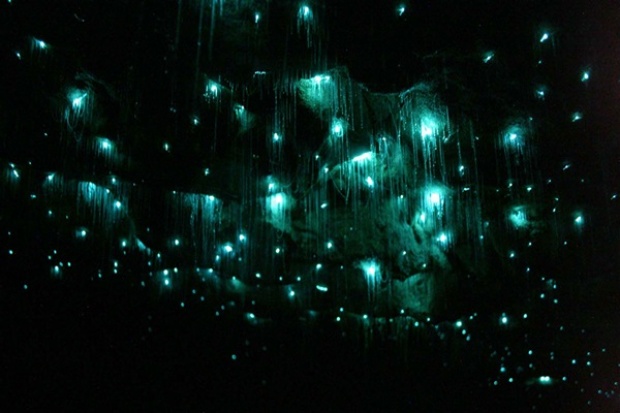 ยังกับเทพนิยาย..ถ้ำไวโตโมโกลว์วอร์ม (Waitomo Glowworm Caves) 