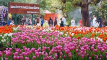 เทศกาลดอกไม้เมืองหนาวเชียงราย ! นักท่องเที่ยวแห่ชมทะลุหลักล้าน