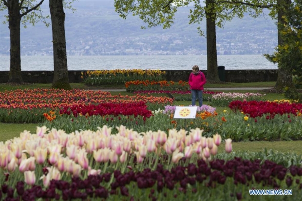 เปิดให้ชมแล้ว! เทศกาลทิวลิป กว่า 120,000 ต้น ที่สวิตเซอร์แลนด์ 