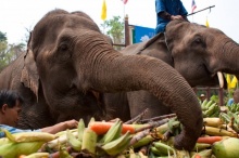 เดือนมีนาคมนี้ เชิญเที่ยวงานวันช้างไทย 13 มี.ค.